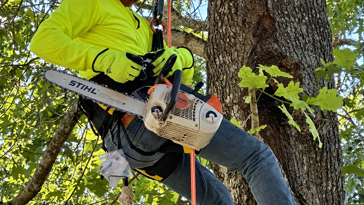 An Apex climber tied into a large trunk with a chainsaw